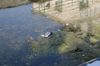 gal/Ville_Propre/_thb_OPERATION DECHETS LAMBRES 017.JPG